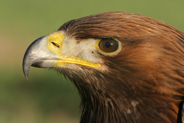 Golden eagle, Aquila chrysaetos