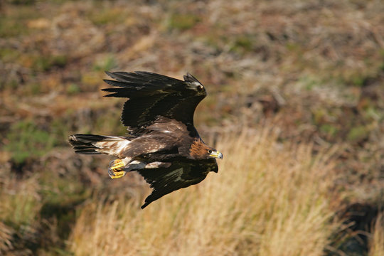 Golden eagle, Aquila chrysaetos