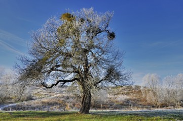 Tree with mistletoe