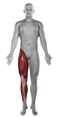 Male leg muscles anatomy isolated