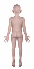 Boy anatomical pose isolated posterior view