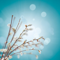 willow twigs with catkins on blue