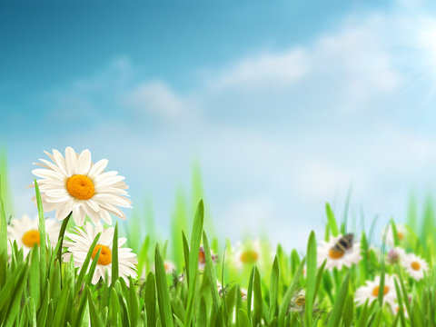 Bright summer afternoon. Natural backgrounds with beauty daisy f