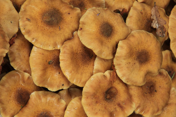 Close up of Mushrooms