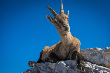 Ibex on mount Montasio in Julian Alps