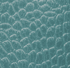 Obraz premium fragment of snake skin close up