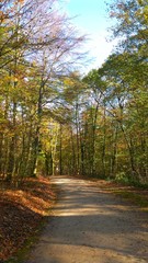 Wald im Herbst