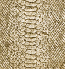  natural snake skin closeup
