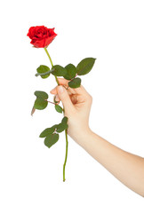 female hand holding a red rose