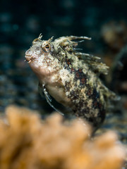 Variable Fangblenny Blenny - Petroscirtes Variabilis