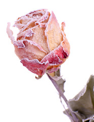 Dried rose covered with hoarfrost on snow isolated on white