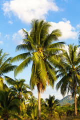 Fototapeta na wymiar Coconut tree. Coconut Fruit on palm tree
