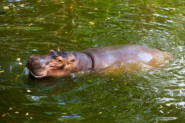 Fototapeta premium Hippopotamus.