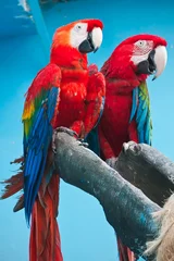 Crédence de cuisine en verre imprimé Perroquet Ara parrot