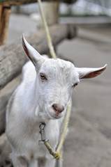 ヤギのポートレート