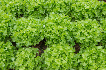 Green oak leaf lettuce