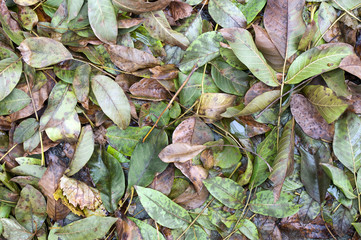 autumn leaves
