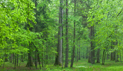 Fototapeta na wymiar Old oaks in summer misty forest