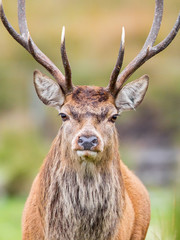 Red Deer Portrait