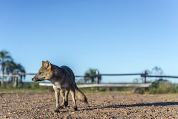 Mountain Fox on El Palmar National Park, Argentina
