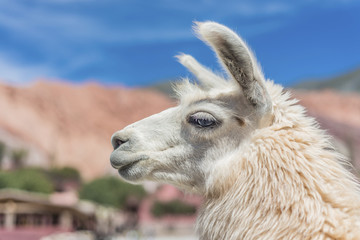 Llama in Purmamarca, Jujuy, Argentina.