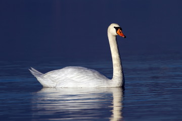 Mute swan on water