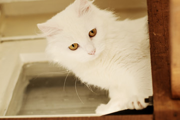 White Persian cat