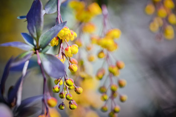 Berberis thunbergii flowers in the spring garden