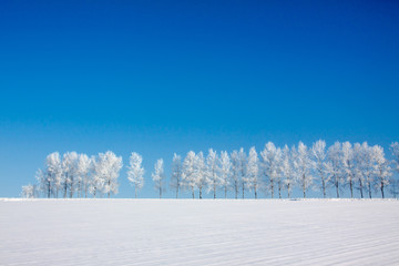 Obraz premium Rząd brzozy w śnieżnym polu