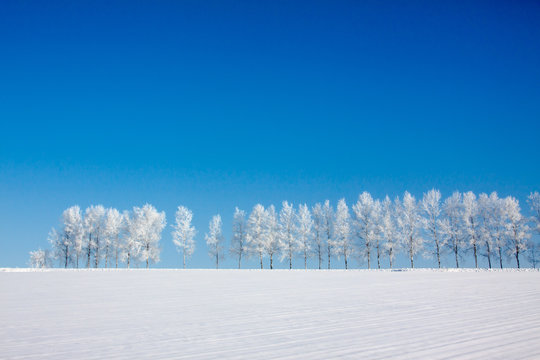Fototapeta 雪原の白樺並木
