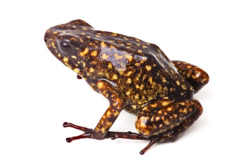Obraz premium Poison arrow frog Peru