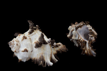 Морская раковина