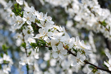 cherry blossom