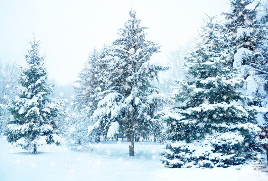 Fototapeta Christmas tree in snow