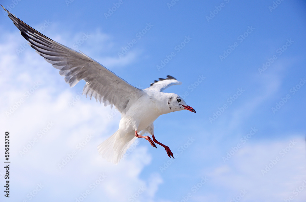 Wall mural seagulls