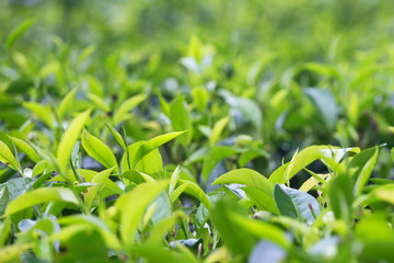 Fototapeta premium Tea