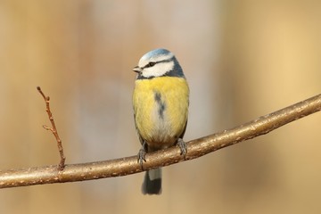 Blue tit - Parus caeruleus sitting on a twig at dawn