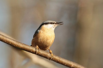 Nuthatch - Sitta europaea on a twig in the morning