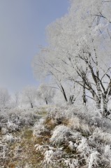 Frosty tree in the winterlandscape
