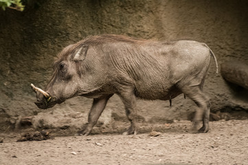 Obraz premium Wild Boar at the Berlin Zoo, Germany