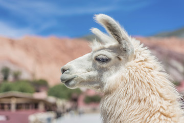 Obraz premium Llama in Purmamarca, Jujuy, Argentina.