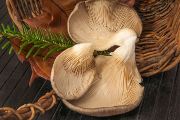Mushroom