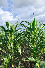 Breen Corn Field