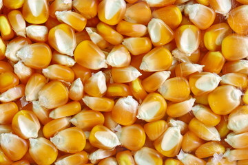 yellow raw corn seed background