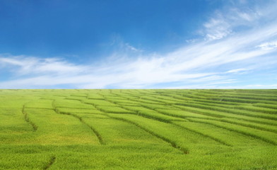 beautiful rice field and blue sky