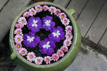 Fototapeta na wymiar purple flower in water pot