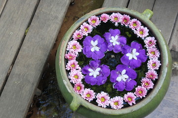 Fototapeta na wymiar purple flower in water pot