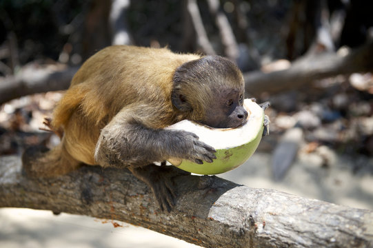 Brazilian Monkey Eating Fresh Coconut