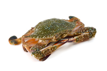 crab isolated