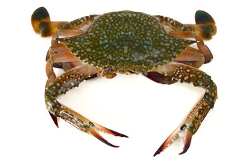 crab isolated
